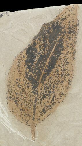 Fossil Birch Leaf (Betula) - Green River Formation #45674